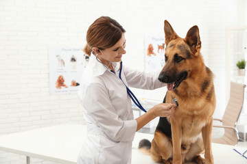 Professional veterinarian examining German Shepherd dog in clinic