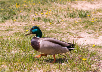 A drake walks along the shore of a lake on a sunny day
