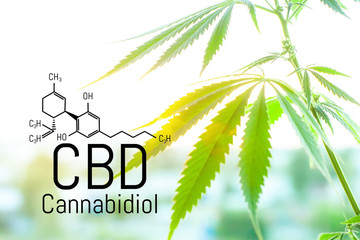 Cannabis concept as a universal remedy, pharmaceutical CBD oil. Concept of using marijuana for...