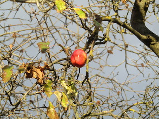 Single red apple in the old Malus pumila tree wihout leaves in autumn.