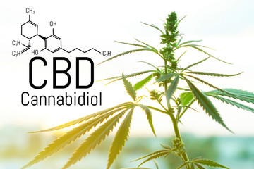 Cannabis concept as a universal remedy, pharmaceutical CBD oil. Concept of using marijuana for...