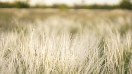 Fototapeta premium Stipa