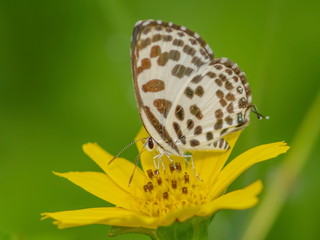 Close up Castalius rosimon (common pierrot) butterfly feeding on pollen flower with green nature blurred background.
