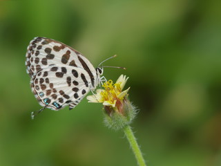 Close up Castalius rosimon (common pierrot) butterfly feeding on pollen flower with green nature blurred background.