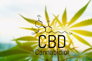 Cannabis concept as a universal remedy, pharmaceutical CBD oil. Concept of using marijuana for medicinal purposes. Hemp organic medicine product. natural herb essential from nature