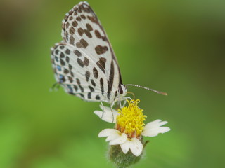Close up Castalius rosimon (common pierrot) butterfly feeding on pollen flower with green nature blurred background.