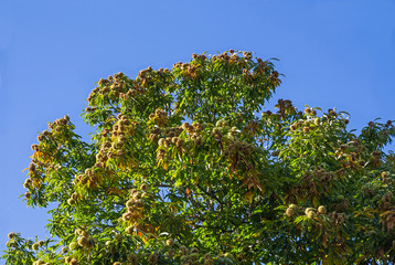  Ramas de arbol castaño con castañas en otoño y fondo de cielo azul