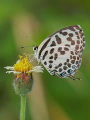 Close up Castalius rosimon (common pierrot) butterfly feeding on pollen flower with green nature blurred background.