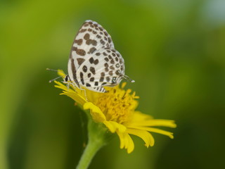 Fototapeta na wymiar Close up Castalius rosimon (common pierrot) butterfly feeding on pollen flower with green nature blurred background. 