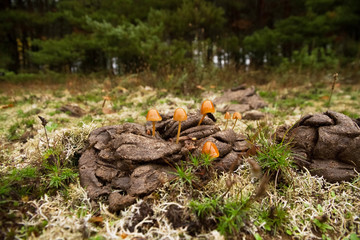 Setas  Conocybe   sobre excremento de vaca al lado de un bosque de pinos