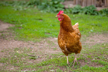 brown hens walking on the grass