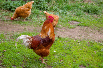 brown hens walking on the grass