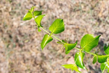 Fresh green leaves with the sharp thorns on the branch of Azima Sarmentosa Benth growing in the tropical meadow of Thailand