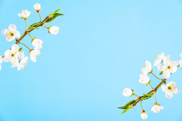 Beautiful delicate spring twigs with white flowers on a blue background. View from above. The flat lay with space for text. Card with delicate flowers Pink floral background