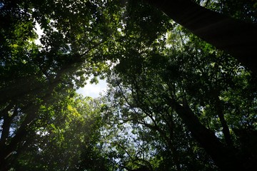 selva amazona brasil