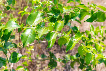 Fresh green leaves with the sharp thorns on the branch of Azima Sarmentosa Benth growing in the tropical meadow of Thailand