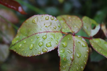 Droplets, drops of water, rain on rose leaves in the garden