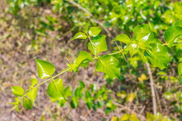 Fresh green leaves with the sharp thorns on the branch of Azima Sarmentosa Benth growing in the tropical meadow of Thailand