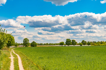 Fototapeta na wymiar Fields at the city boundary between Berlin and Brandenburg, Germany. Over the landscape, white clouds can be seen in a bright blue sky. Between fields and bushes leads a sandy dirt road along.