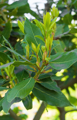 New spring growth on a Laurus Nobilis tree growing in a garden north east Italy. This evergreen is...