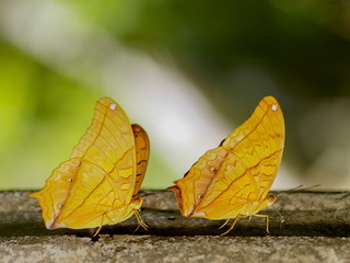 Portrait two Common Cruiser Butterflies with nature blurred background, other name  Vindula erota erota (Fabricius, 1793).