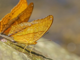 Portrait a Common Cruiser Butterfly resting on the rock with nature blurred background, other name ...