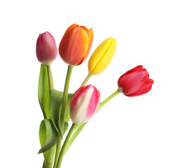 Beautiful bright tulips on white background. Spring flowers