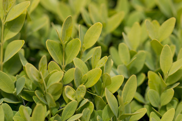 box hedging 