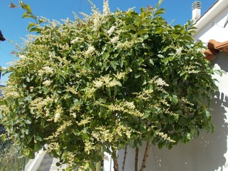 Ligustr. Drzewko ozdobne, Italia. © Jola i Darek 