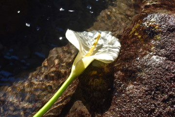 Flor en la cueva de la playa