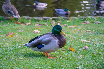 Drake rests on the shore of a pond on a summer day