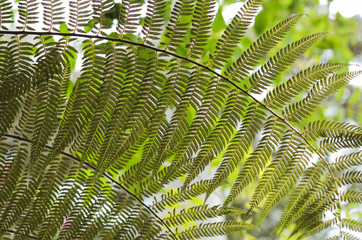 Fern to the light.