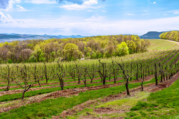 Naklejka premium In the highlands, on the mountainside, fruit trees, Apple orchard