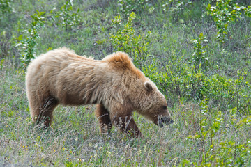 Grizzly Bear