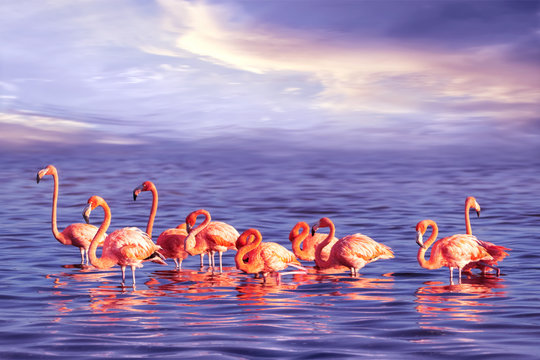 A flock of beautiful pink flamingos against a purple sunset. Artistic marine tropical image.