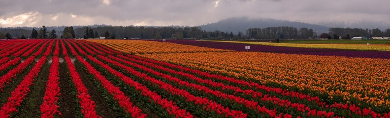 Skagit Valley Tulip Festival 2019