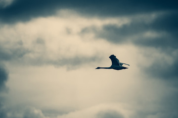 Blue swooper swan flying in the sky