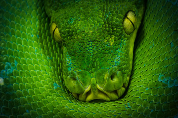 python art photo 