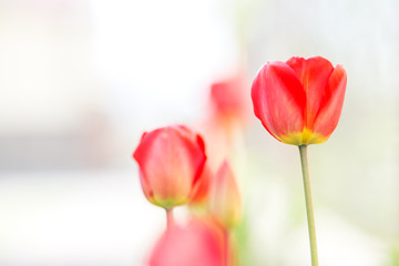 Beautiful red tulips. Copy space. Concept background, flowers and nature.