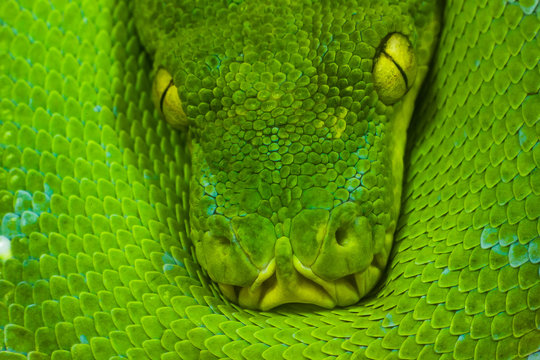 python art photo 