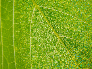 Vine leaf, vein details