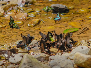 view of Tailed Jay Butterflies flying above a group of many butterflies feeding near by water, Bankrang Camp Phetchaburi Thailand