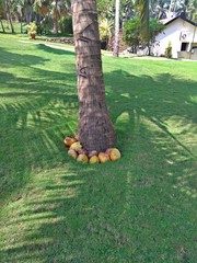 koksy leżące pod palmą kokosową na tle zielonej trawy na którą pada cień liści palmy. W tle...