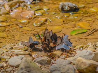 a group of many common rose butterflies feeding on wet rock near by waterfall, butterfly wild life in Ban Krang Camp, Kaeng Krachan National Park, Phetchaburi, Thailand.