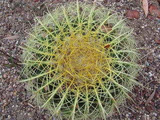 Cactus in a Garden