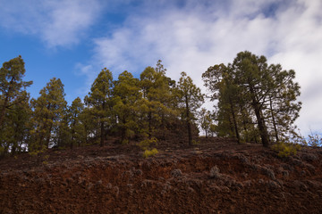 Forest lining the road to Teide, Tenerife