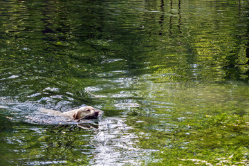 Golden Retriever swimming in the lake and holding a branch in his mouth