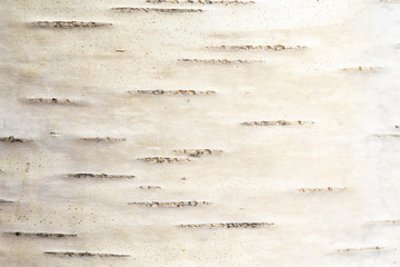Texture of a birch bark of a young tree. Macro. Wallpaper.