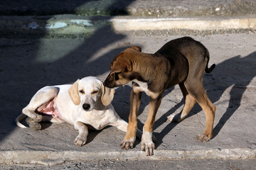 Homeless puppies playing on the pavement.