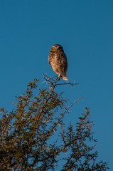owl on branch